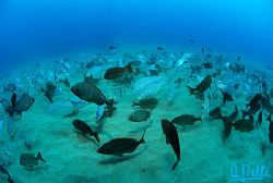 The big meeting. North of Gran Canaria, Caanry Islands. 
... by Arthur Telle Thiemann 